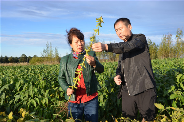 大豆生长期田间调研_副本