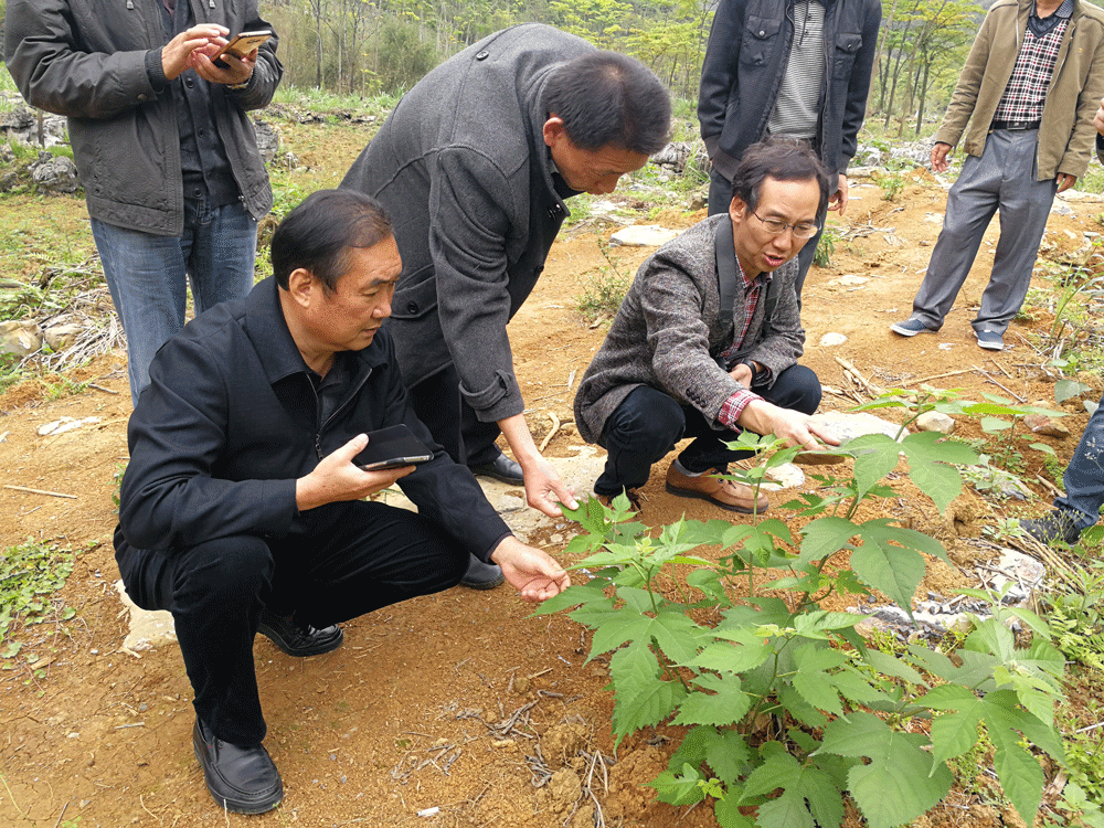 在广西杂交构树产业化基地考察分析杂交构树生长情况 在广西杂交构树产业化基地考察分析杂交构树生长情况
