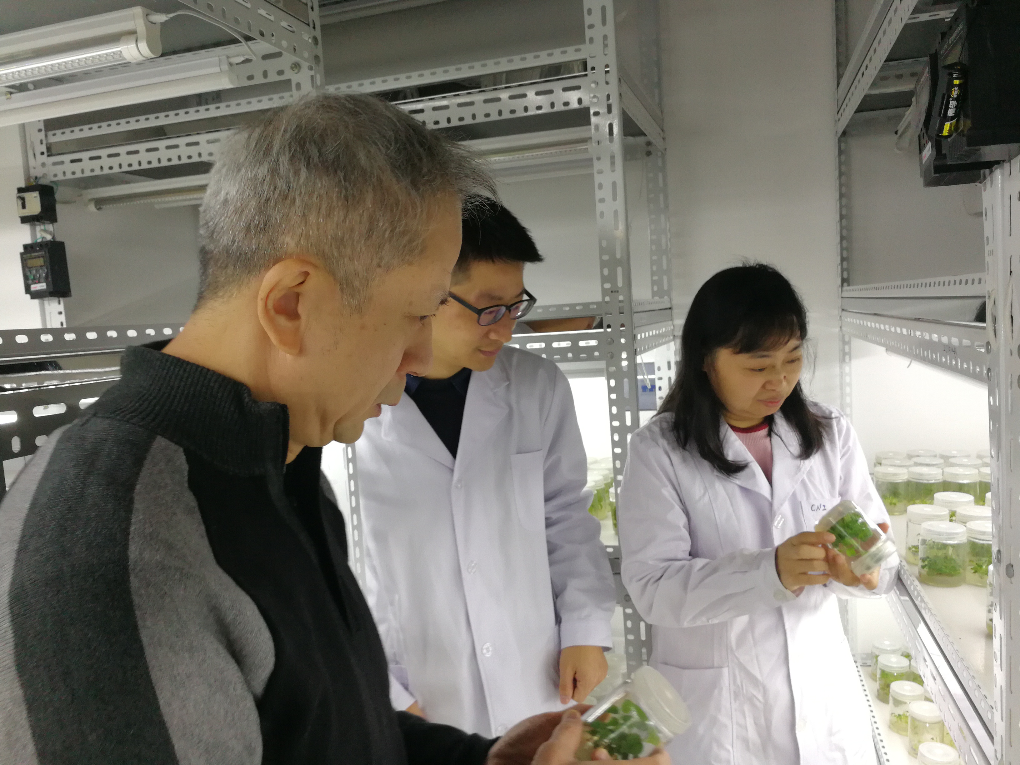 就杂交构树组培苗生长及育苗技术优化问题进行交流探讨 就杂交构树组培苗生长及育苗技术优化问题进行交流探讨